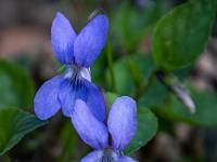 Zwei Waldveilchen hellblau